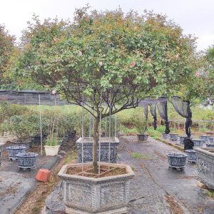 Cây Hoa Hồng Đào Cổ HH5248