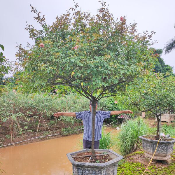 cay hoa hong dao co 5 Cây Hoa Hồng Đào Cổ HH5249