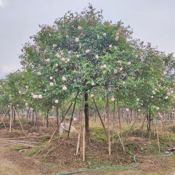 cay hoa hong dao co 6 Cây Hoa Hồng Đào Cổ HH5250