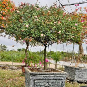 Cây Hoa Hồng Đào Cổ HH5252