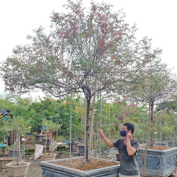 cay hoa hong dao co dang tree 5 Cây Hoa Hồng Đào Cổ Dáng Tree HH5257