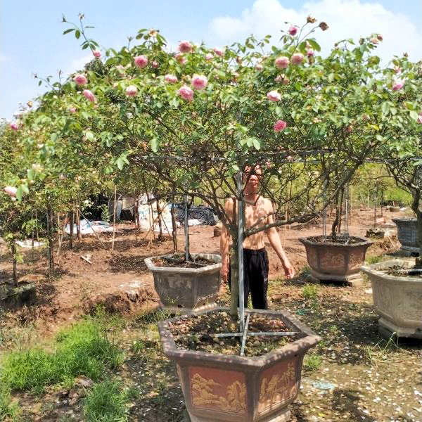 cay hoa hong dao co dang tree 6 Cây Hoa Hồng Đào Cổ Dáng Tree HH5258