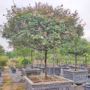 Cây Hoa Hồng Đào Cổ Thân Gỗ HH5260