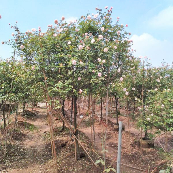 cay hoa hong dao co than go 5 Cây Hoa Hồng Đào Cổ Thân Gỗ HH5263
