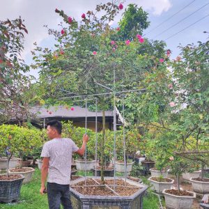 Cây Hoa Hồng Sapa Cổ HH5240