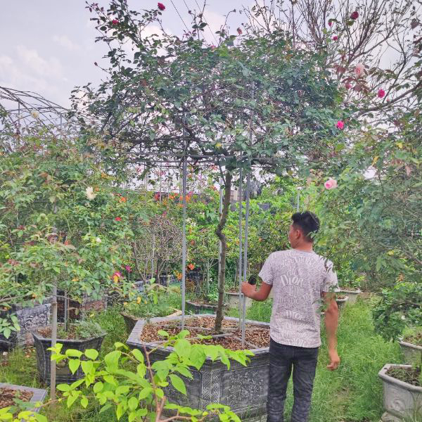 cay hoa hong sapa co 4 Cây Hoa Hồng Sapa Cổ HH5243