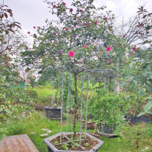 Cây Hoa Hồng Sapa Cổ HH5244