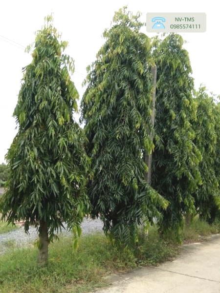 Cây Hoàng Nam