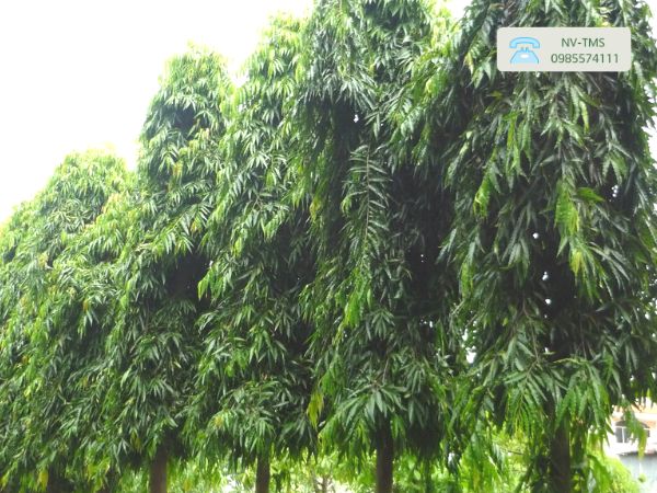Cây Hoàng Nam Cây Hoàng Nam