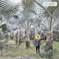 Cây kè bạc