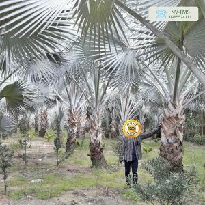 Cây kè bạc