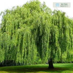 Cây Liễu Trắng