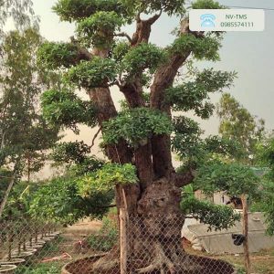 Cây lộc vừng