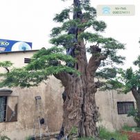 Cây me cổ thụ