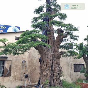 Cây me cổ thụ