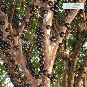 Cây Nho Thân Gỗ