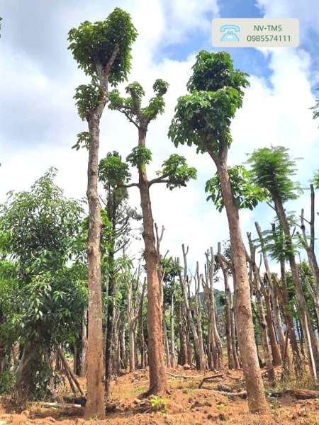 Cây Nhội