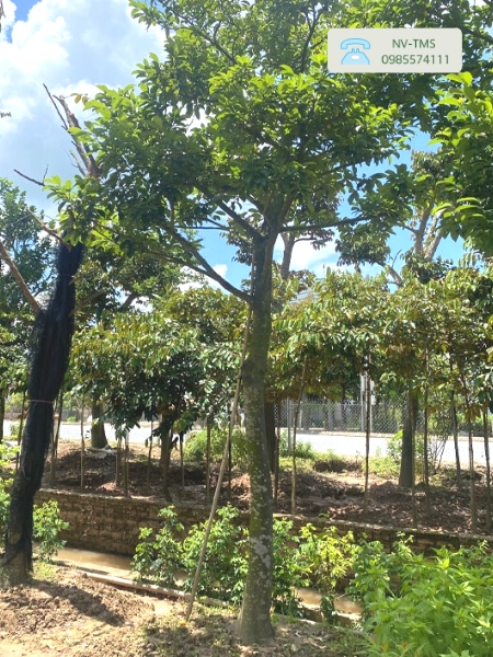Cây Nhội Cây Nhội