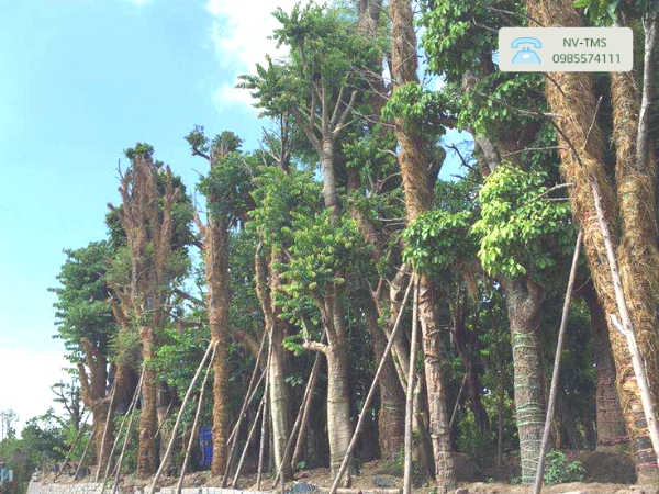 Cây Nhội Cây Nhội