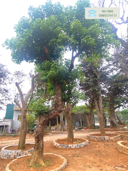 Cây Nhội