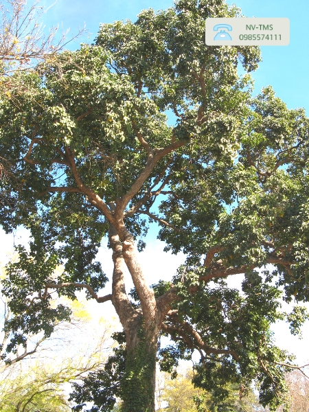 Cây Nhội