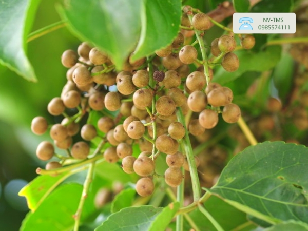 Cây Nhội Cây Nhội