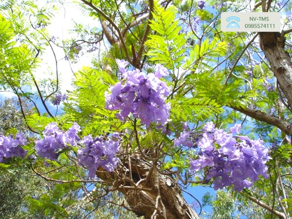 Cây Phượng Tím Cây Phượng Tím