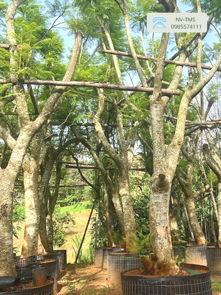 Cây Phượng Tím