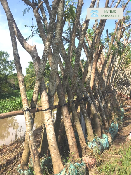 Cây Phượng Tím Cây Phượng Tím