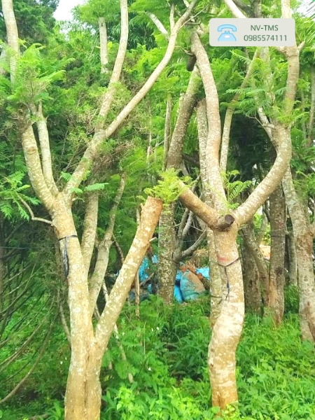 Cây Phượng Tím