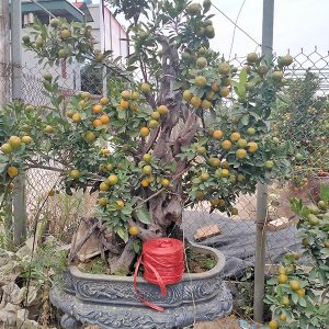 Cây Quất Cảnh - Quất Bonsai QC1192