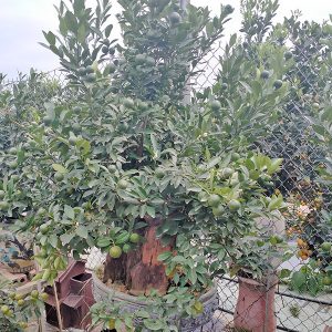 Cây Quất Cảnh - Quất Bonsai QC1201