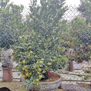 Cây Quất Cảnh - Quất Bonsai QC1202