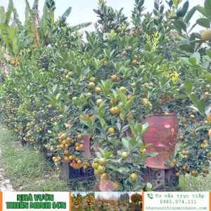 Cây Quất QC1113