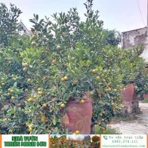 Cây Quất QC1114