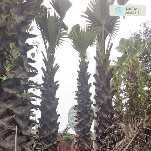 Cây Thốt Nốt Cây Thốt Nốt