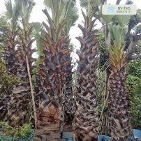 Cây thốt nốt