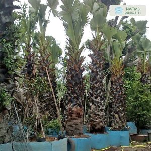 Cây Thốt Nốt Cây Thốt Nốt