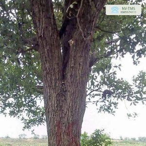 Cây trà là