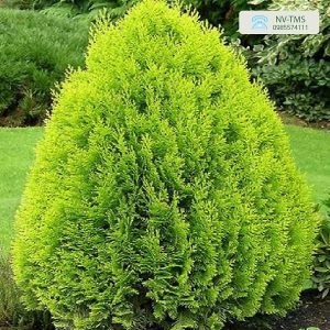 Cây Trắc Bách Diệp