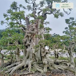 Cây Trâm cổ thụ