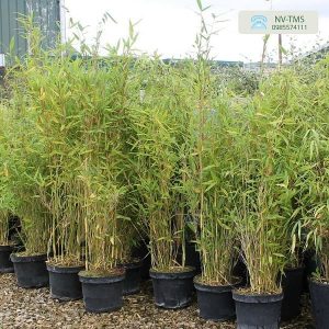 Cây Trúc Quân Tử