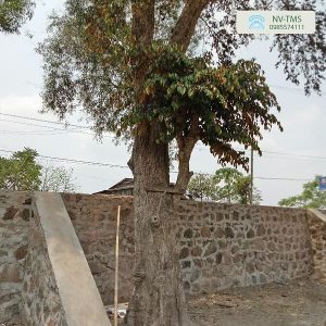 Cây Vú Sữa