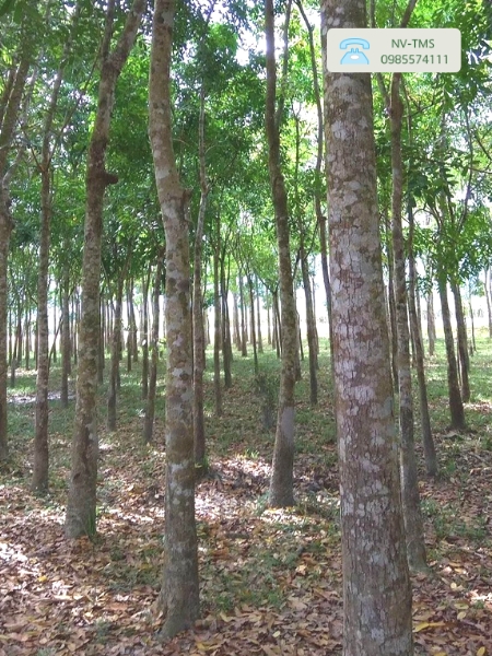 Cây Xà Cừ
