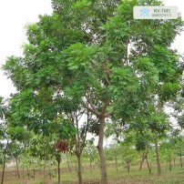 Cây Xà Cừ