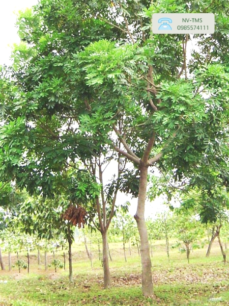 Cây Xà Cừ