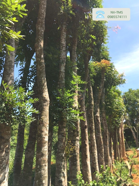 Cây Xà Cừ Cây Xà Cừ
