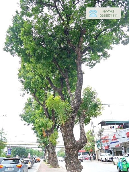 Cây Xà Cừ