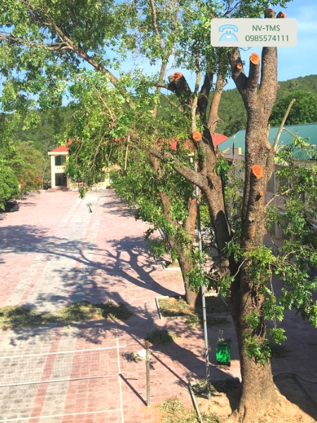 Cây Xà Cừ