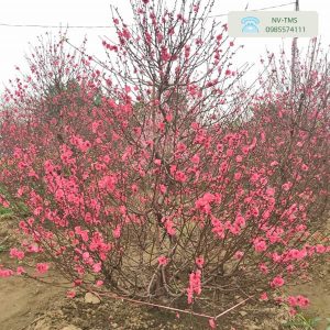 Đào Tết Nhật Tân